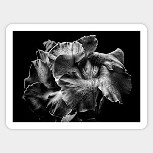 Backyard Flowers In Black And White 2 Sticker